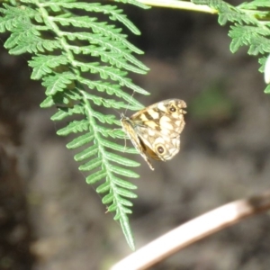 Oreixenica lathoniella at Forbes Creek, NSW - 9 Apr 2018 01:13 PM