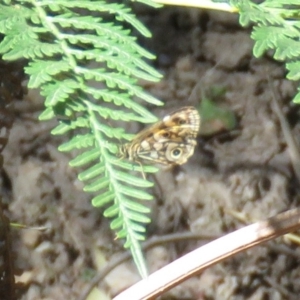 Oreixenica lathoniella at Forbes Creek, NSW - 9 Apr 2018 01:13 PM