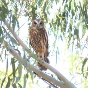 Ninox boobook at Palerang, NSW - 9 Apr 2018