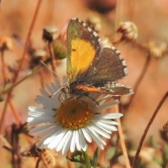 Lucia limbaria (Chequered Copper) at Wanniassa, ACT - 10 Apr 2018 by JohnBundock