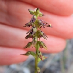 Corunastylis clivicola (Rufous midge orchid) at Aranda, ACT - 9 Apr 2018 by CathB