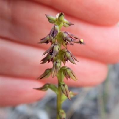 Corunastylis clivicola (Rufous midge orchid) at Aranda, ACT - 9 Apr 2018 by CathB