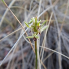 Corunastylis cornuta (Horned Midge Orchid) at Aranda, ACT - 10 Apr 2018 by CathB