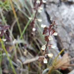 Scutellaria humilis at Symonston, ACT - 10 Apr 2018