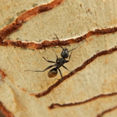 Camponotus sp. (genus) (A sugar ant) at Belconnen, ACT - 9 Apr 2018 by CathB