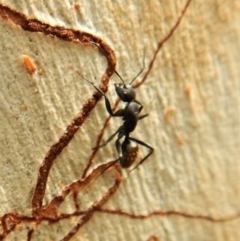 Camponotus sp. (genus) at Point 4152 - 10 Apr 2018 09:38 AM