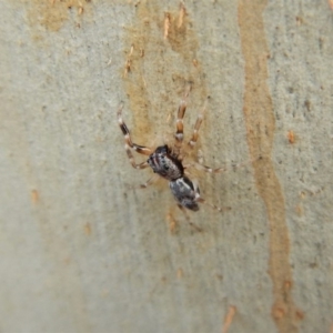 Arasia mollicoma at Belconnen, ACT - 3 Apr 2018