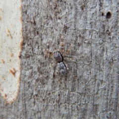 Arasia mollicoma at Belconnen, ACT - 3 Apr 2018