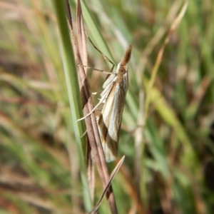 Hednota bivittella at Belconnen, ACT - 23 Mar 2018 04:24 PM