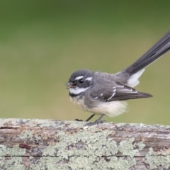 Rhipidura albiscapa (Grey Fantail) at Pambula, NSW - 10 Apr 2018 by Leo