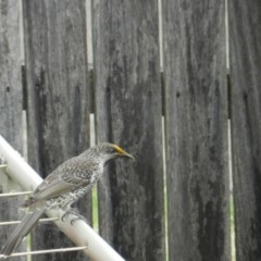 Anthochaera chrysoptera (Little Wattlebird) at Merimbula, NSW - 7 Apr 2018 by SueMuffler