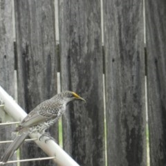 Anthochaera chrysoptera (Little Wattlebird) at Merimbula, NSW - 6 Apr 2018 by SueMuffler