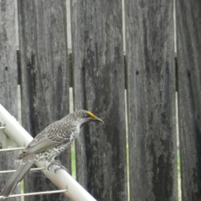 Anthochaera chrysoptera (Little Wattlebird) at Merimbula, NSW - 7 Apr 2018 by SueMuffler
