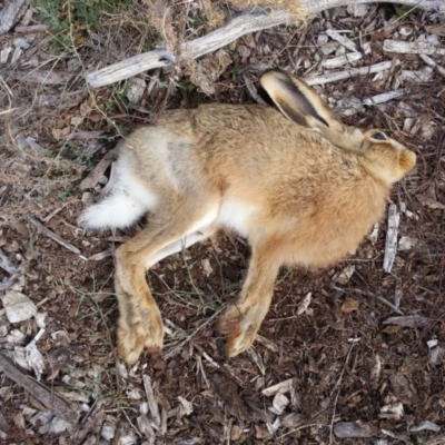 Lepus capensis (Brown Hare) at Watson, ACT - 10 Apr 2018 by waltraud