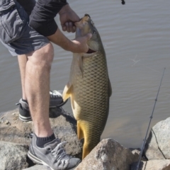 Cyprinus carpio (Common Carp) at Bonython, ACT - 9 Apr 2018 by AlisonMilton