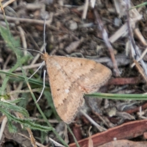 Scopula rubraria at Rendezvous Creek, ACT - 10 Apr 2018 02:14 PM