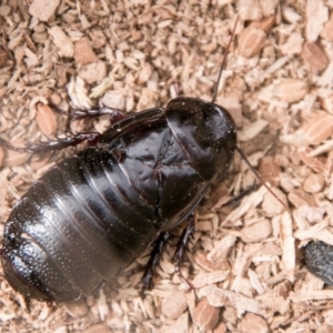 Panesthia australis at Booth, ACT - 10 Apr 2018