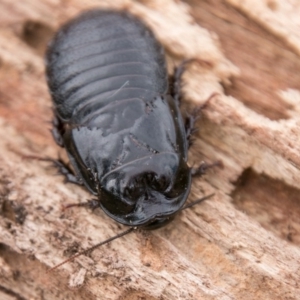 Panesthia australis at Booth, ACT - 10 Apr 2018 12:26 PM