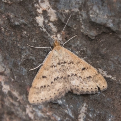 Scopula rubraria (Reddish Wave, Plantain Moth) at Booth, ACT - 10 Apr 2018 by SWishart