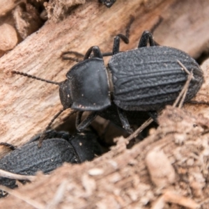 Byallius sp. (genus) at Booth, ACT - 10 Apr 2018