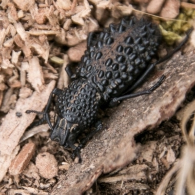 Talaurinus typicus (Ground weevil) at Booth, ACT - 10 Apr 2018 by SWishart