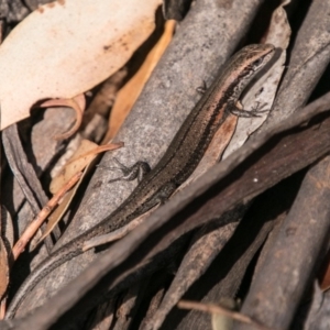 Pseudemoia entrecasteauxii at Booth, ACT - 10 Apr 2018