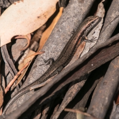 Pseudemoia entrecasteauxii (Woodland Tussock-skink) at Booth, ACT - 10 Apr 2018 by SWishart