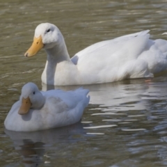 Anas platyrhynchos (Mallard (Domestic Type)) at Bonython, ACT - 9 Apr 2018 by AlisonMilton