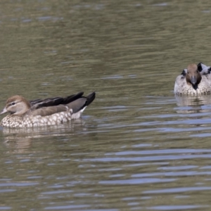 Chenonetta jubata at Bonython, ACT - 9 Apr 2018 12:13 PM