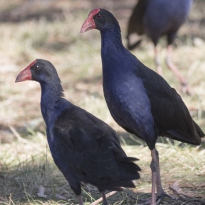 Porphyrio melanotus (Australasian Swamphen) at Bonython, ACT - 9 Apr 2018 by Alison Milton