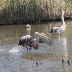 Pelecanus conspicillatus (Australian Pelican) at Bonython, ACT - 9 Apr 2018 by Alison Milton