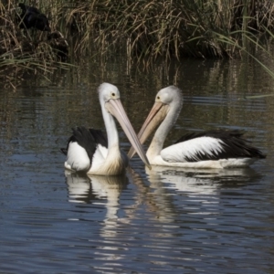 Pelecanus conspicillatus at Bonython, ACT - 9 Apr 2018 12:35 PM