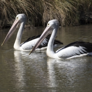 Pelecanus conspicillatus at Bonython, ACT - 9 Apr 2018 12:35 PM