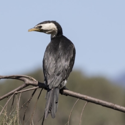 Microcarbo melanoleucos (Little Pied Cormorant) at Bonython, ACT - 9 Apr 2018 by Alison Milton