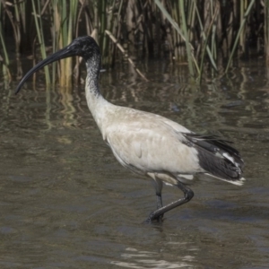 Threskiornis molucca at Bonython, ACT - 9 Apr 2018 12:18 PM