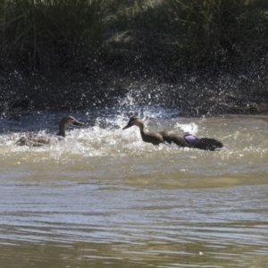 Anas superciliosa at Bonython, ACT - 9 Apr 2018