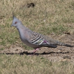 Ocyphaps lophotes (Crested Pigeon) at Bonython, ACT - 9 Apr 2018 by Alison Milton