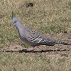 Ocyphaps lophotes (Crested Pigeon) at Bonython, ACT - 9 Apr 2018 by AlisonMilton