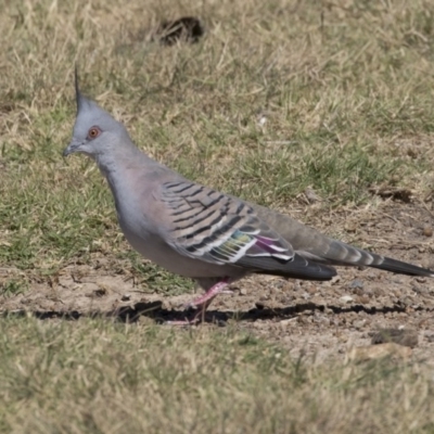 Ocyphaps lophotes (Crested Pigeon) at Bonython, ACT - 9 Apr 2018 by AlisonMilton