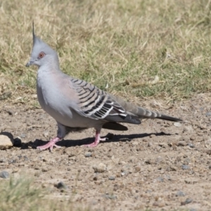 Ocyphaps lophotes at Bonython, ACT - 9 Apr 2018