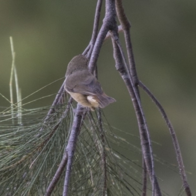 Acanthiza pusilla (Brown Thornbill) at Greenway, ACT - 9 Apr 2018 by Alison Milton