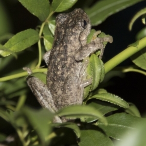 Litoria peronii at Higgins, ACT - 10 Apr 2018