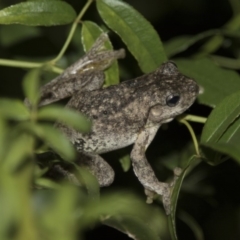 Litoria peronii at Higgins, ACT - 10 Apr 2018