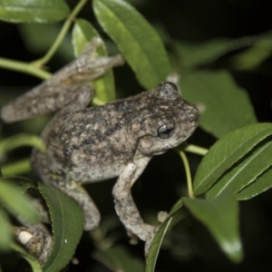 Litoria peronii at Higgins, ACT - 10 Apr 2018