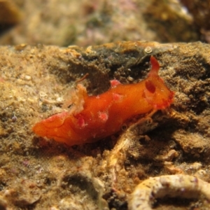 Plocamopherus imperialis at Narooma, NSW - 6 Apr 2018 03:49 PM