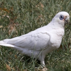 Cacatua sanguinea (Little Corella) at Lyneham, ACT - 10 Apr 2018 by jb2602