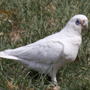 Cacatua sanguinea at Lyneham, ACT - 10 Apr 2018