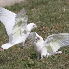 Cacatua sanguinea at Lyneham, ACT - 10 Apr 2018