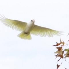 Cacatua sanguinea at Lyneham, ACT - 10 Apr 2018