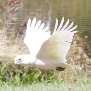 Cacatua sanguinea at Lyneham, ACT - 10 Apr 2018